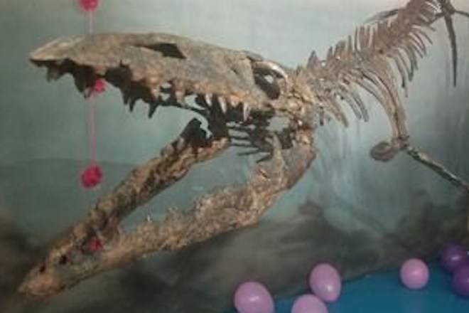 The Canadian Fossil Discovery Centre unveiled its newest mosasaur skeleton, the rare 3.7-metre Kourisodon puntledgensis, shown in a handout photo. THE CANADIAN PRESS/HO-Canadian Fossil Discovery Centre