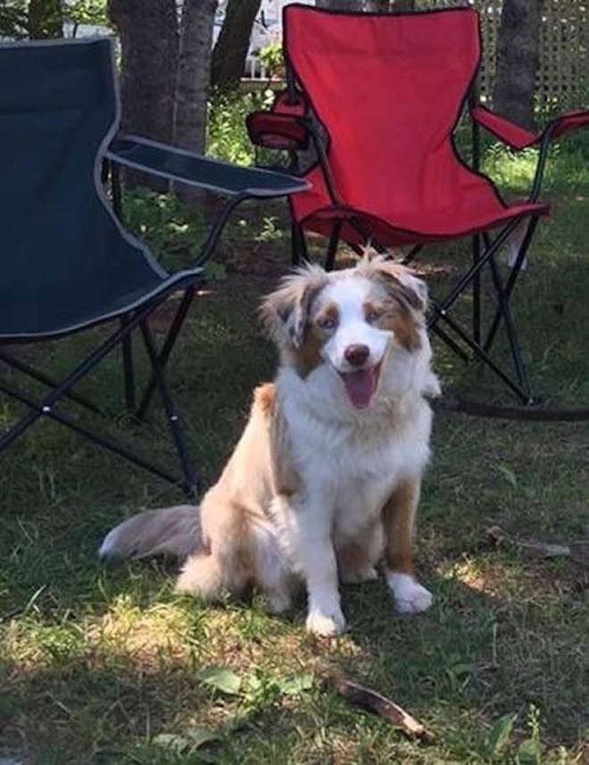 An Australian shepherd named Nike is shown in a handout photo provided by its owner Shawn McFadden. THE CANADIAN PRESS/Shawn McFadden