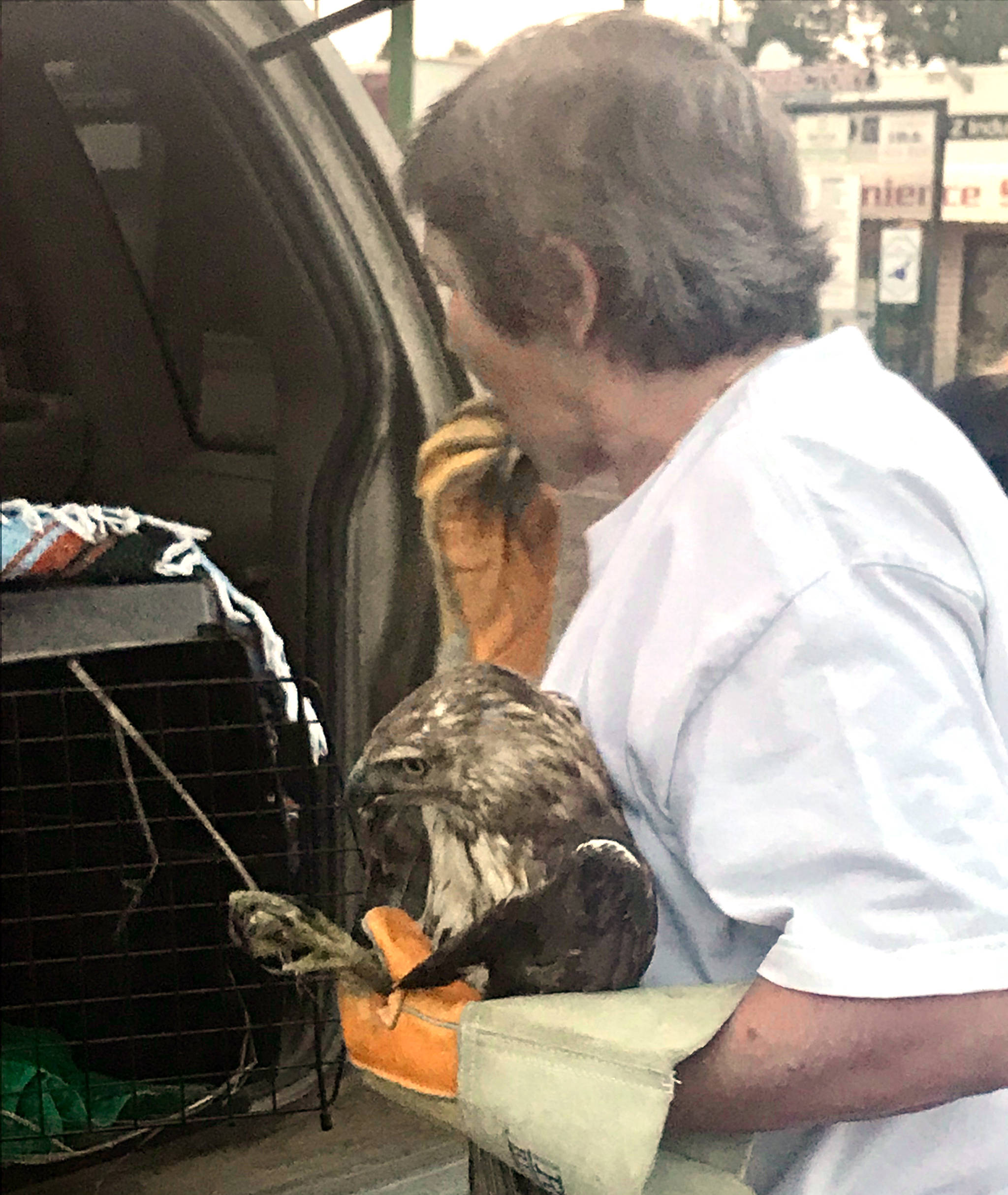 Judy Boyd, fostering researcher from Medicine River Wildlife Centre left Red Deer right after receiving the call about the injured hawk. (Contributed photo)