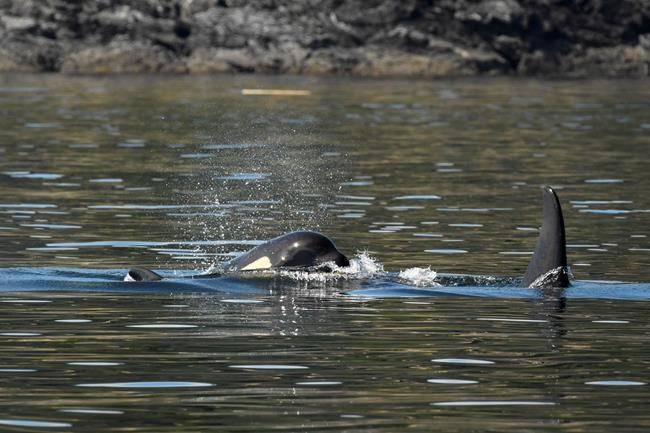 Cdn, U.S. scientists consider novel plan to save endangered orca on death’s door