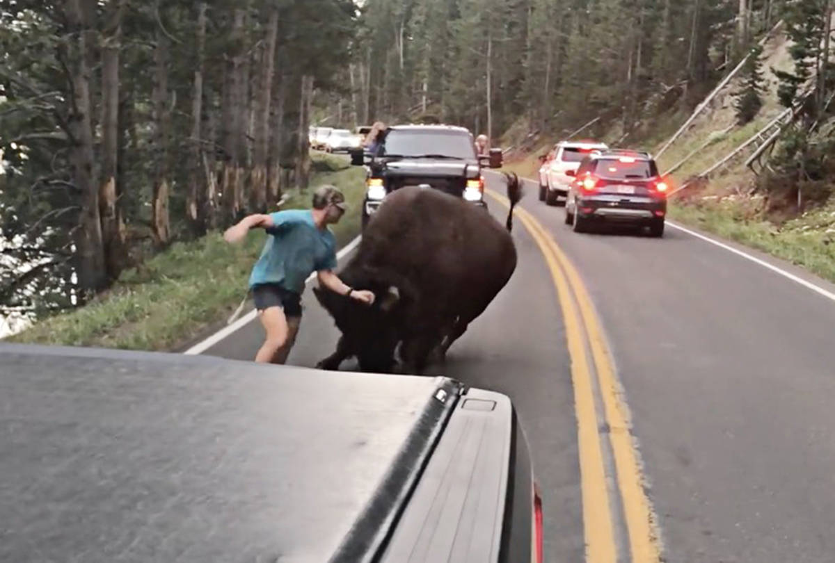 Video of man taunting bison in Yellowstone National Park goes viral