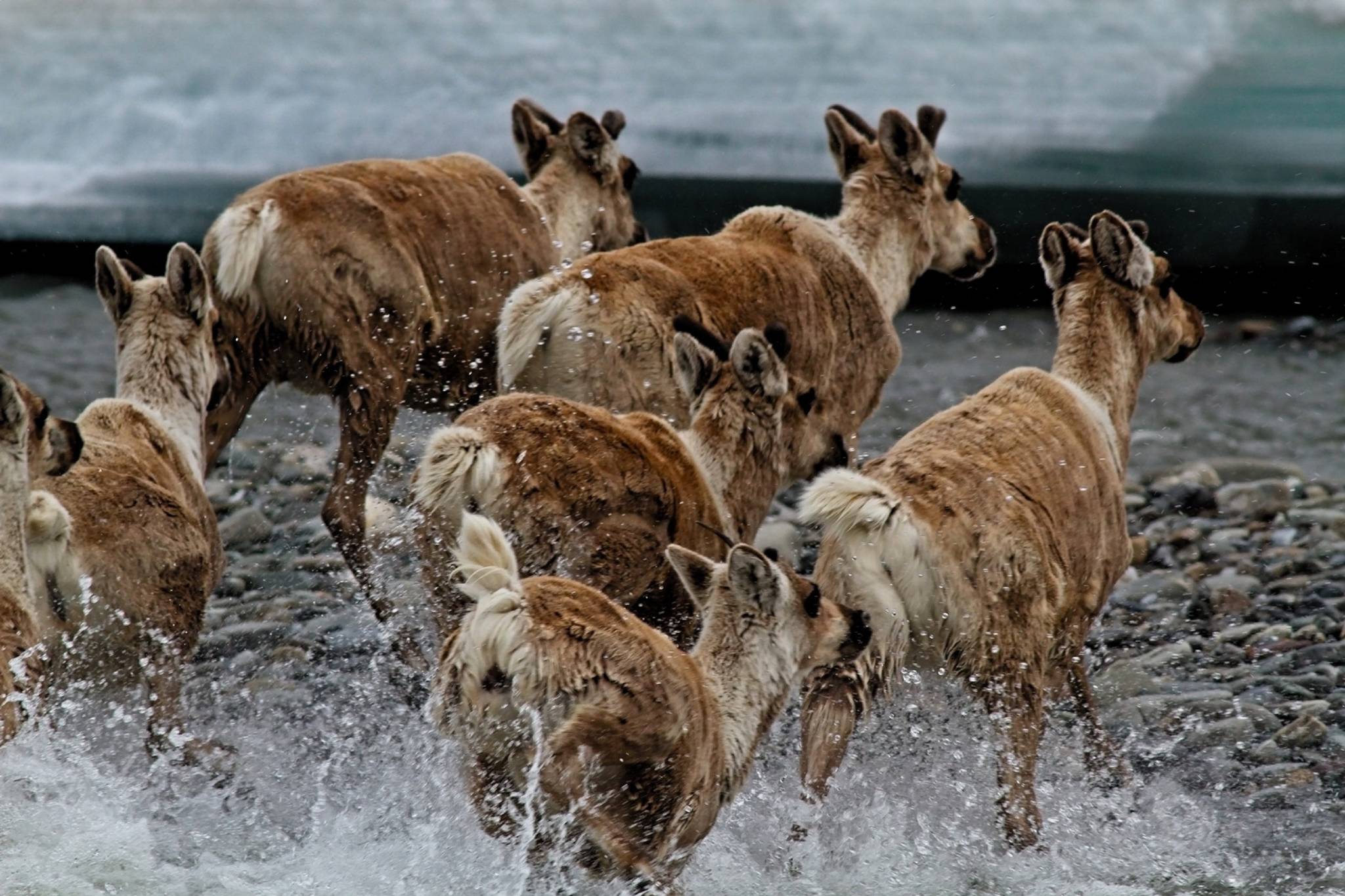 COLUMN: Survival of one of the last migratory herds in North America