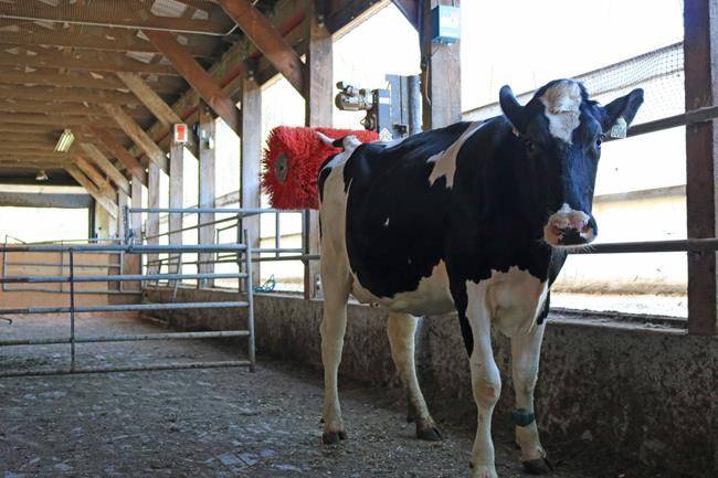 A cow uses a scratching brush in this undated handout photo. (Benjamin Lecorps, UBC Animal Welfare Program)