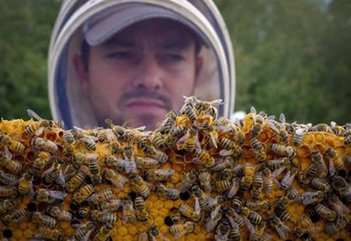 Beekeeper Kevin Nixon with some of his honey bees near Innisfail, Alta., on September 1, 2016. The nicotine-based pesticides scientists have linked to a rising number of honey bee deaths will be phased out of use in Canada over a three year period starting in 2021. Sources close to the decision confirmed to the Canadian Press that the Pest Management Regulatory Agency of Canada will announce publicly Wednesday it will require a three-year phase out of the use of two of the three main neonicotinoid pesticides approved for use in Canada. (Jeff McIntosh/The Canadian Press)