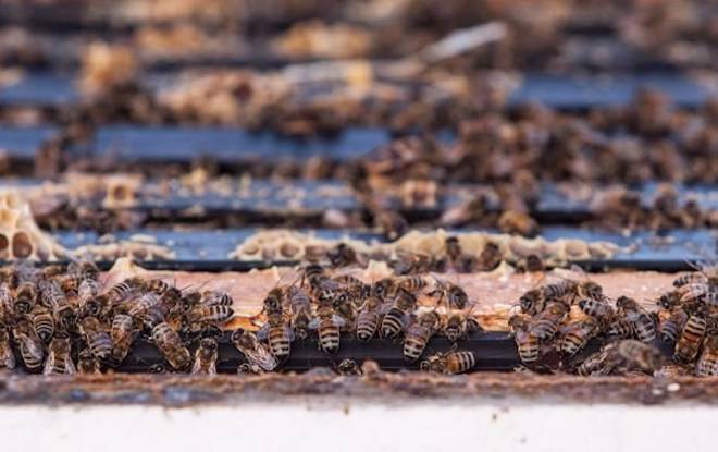 Bees are seen in Keremeos, B.C. on March 10, 2017. THE CANADIAN PRESS/Jeff Bassett