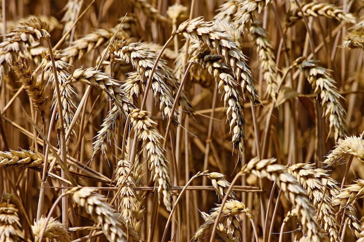 ‘Billion-piece jigsaw puzzle:’ Canadians key to 1st complete map of wheat genome