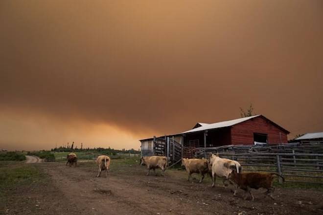 Cattle run on a ranch as the Shovel Lake wildfire burns in the distance sending a massive cloud of smoke into the air near Fort St. James, B.C. on Friday August 17, 2018. THE CANADIAN PRESS/Darryl Dyck