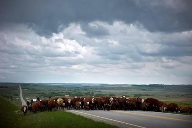 Cowboys move 200 cows and their calves along a secondary highway north west of Calgary, Alta., Tuesday, May 28, 2013. Cattle producers on the Prairies are hoping for the best but preparing for the worst as an ongoing drought continues to diminish pastures. THE CANADIAN PRESS/Jeff McIntosh