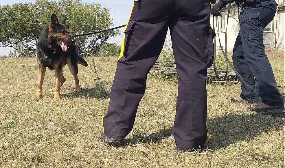 RCMP police dog, Halo, gets into the acting spirit Aug. 20 to help with a rural crime watch video production. Halo’s job in the production was to track a “suspect” to give a realistic look at what a rural crime investigation looks like.