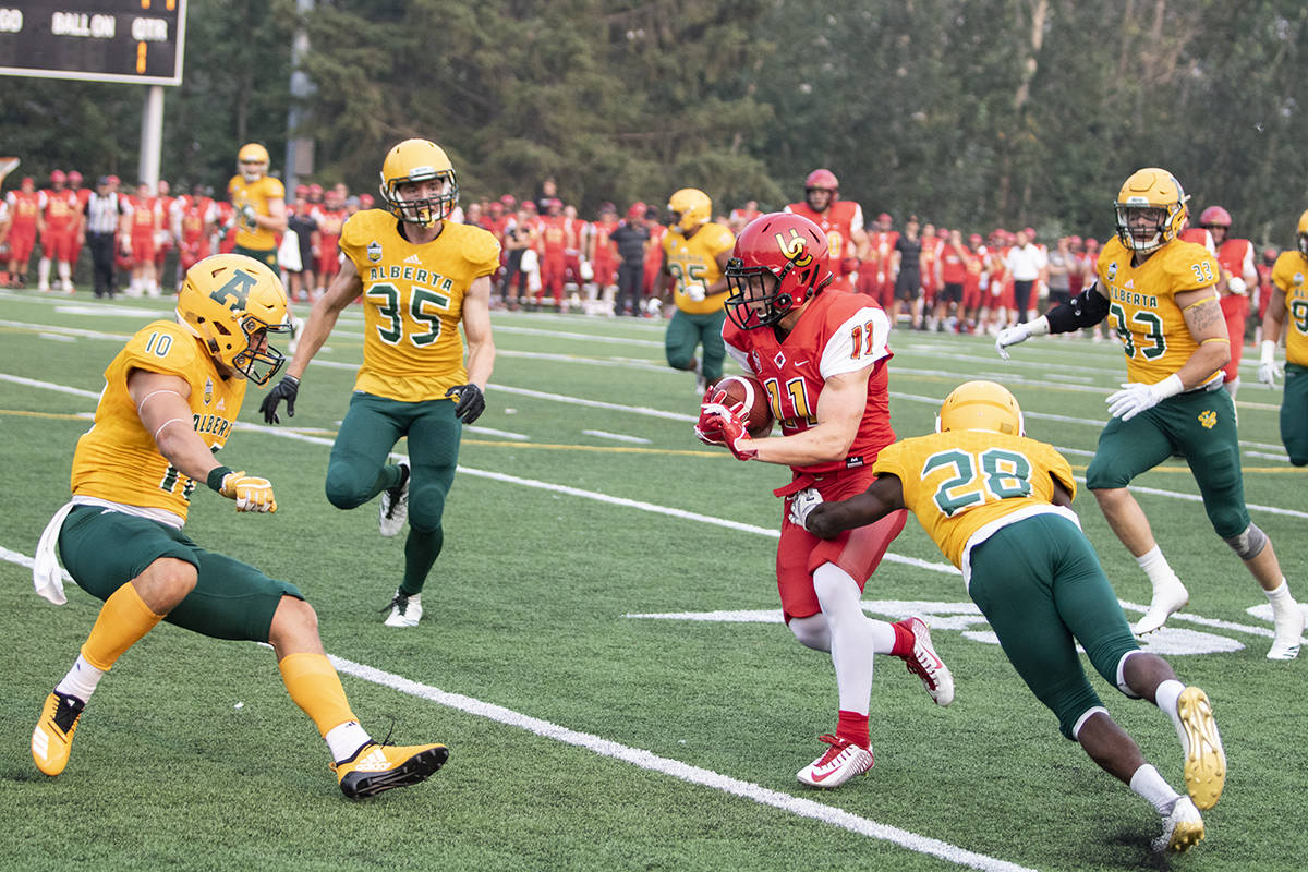 The University of Calgary Dinos beat the University of Alberta Golden Bears 50-38 in a preseason game on Aug. 22nd. Several central Alberta athletes played on both sides of the ball. Todd Colin Vaughan/Red Deer Express