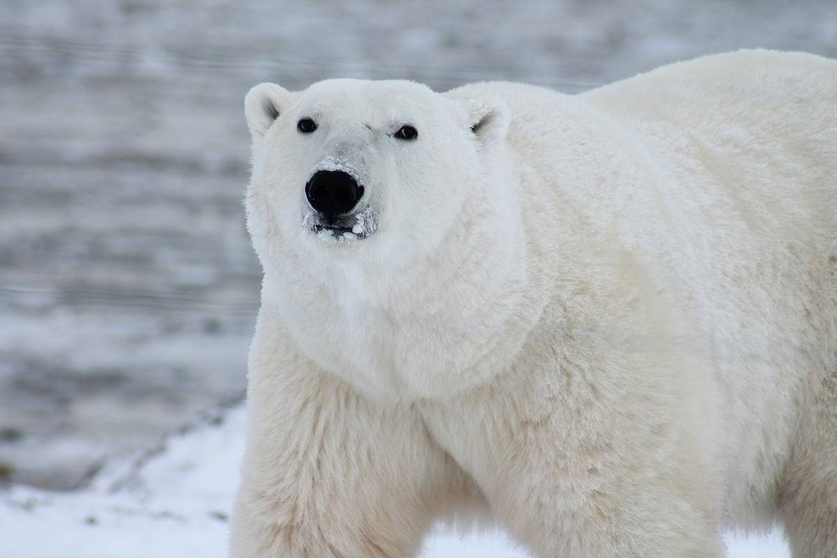 One hunter dead, two injured after Nunavut polar bear attack
