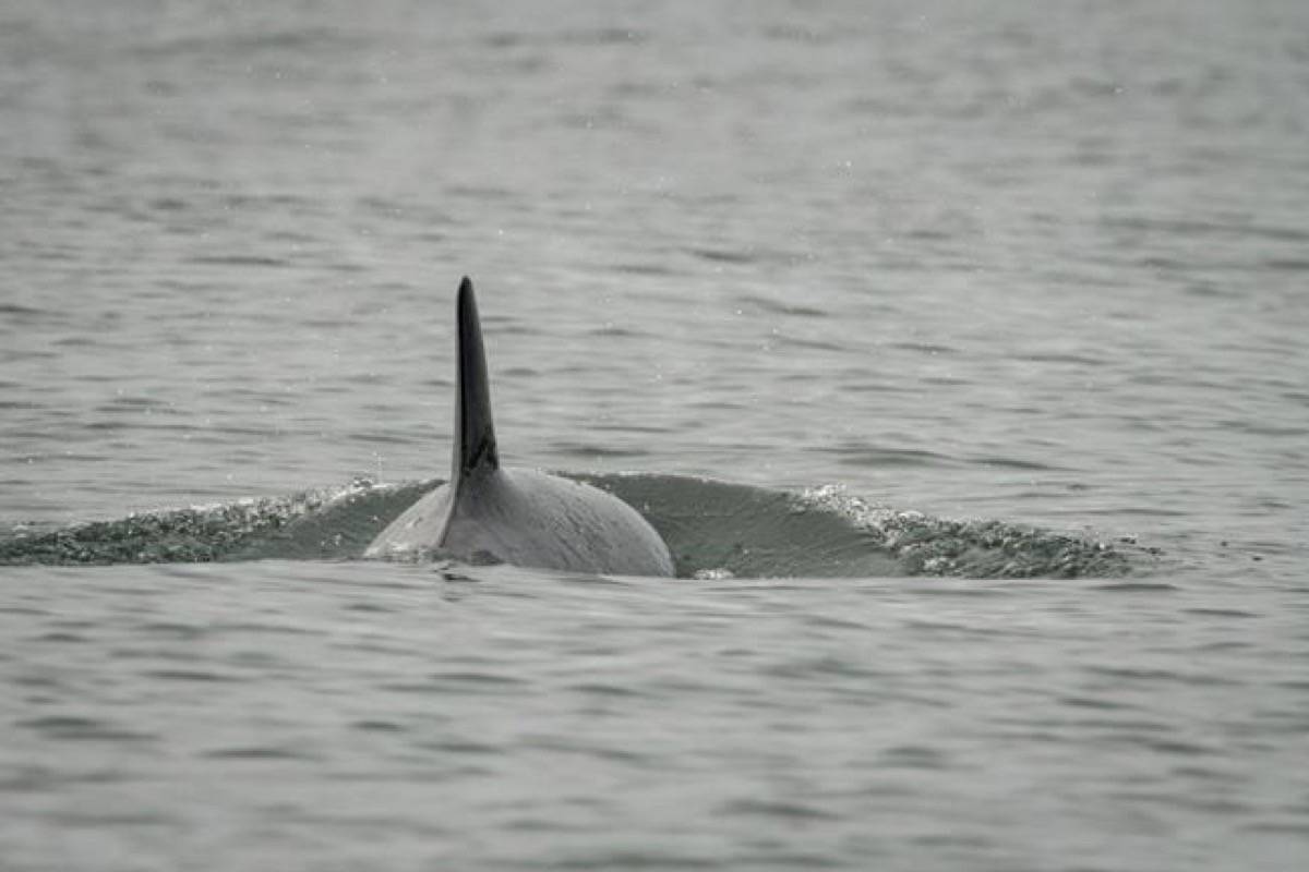 Killer whale J50 is shown off the coast of Washington State in this August 12, 2018 handout photo. (THE CANADIAN PRESS/HO - NOAA Fisheries, Katy Foster)