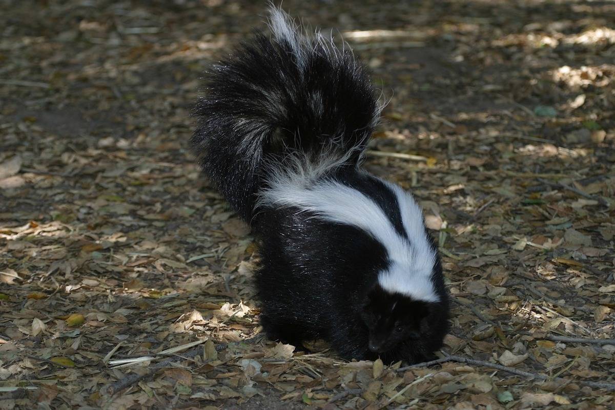 BC SPCA, police investigate after three skunks mutilated