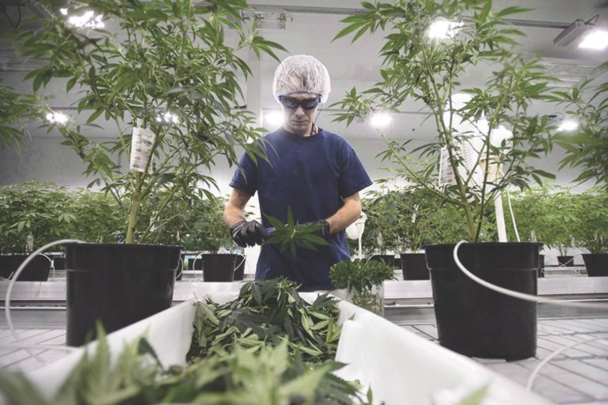 Workers produce medical marijuana at Canopy Growth Corporation’s Tweed facility in Smiths Falls, Ont., on February 12, 2018. THE CANADIAN PRESS/Sean Kilpatrick