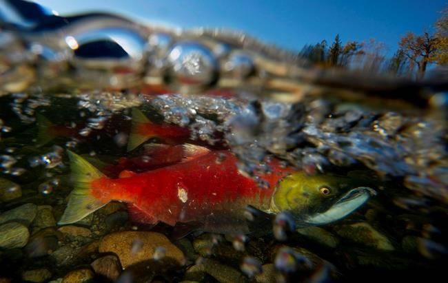 Spawning sockeye salmon are seen making their way up the Adams River in Roderick Haig-Brown Provincial Park near Chase, B.C. Tuesday, Oct. 14, 2014. THE CANADIAN PRESS/Jonathan Hayward