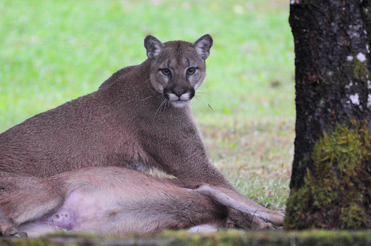 VIDEO: Captivating footage shows B.C. cougar catching its breakfast