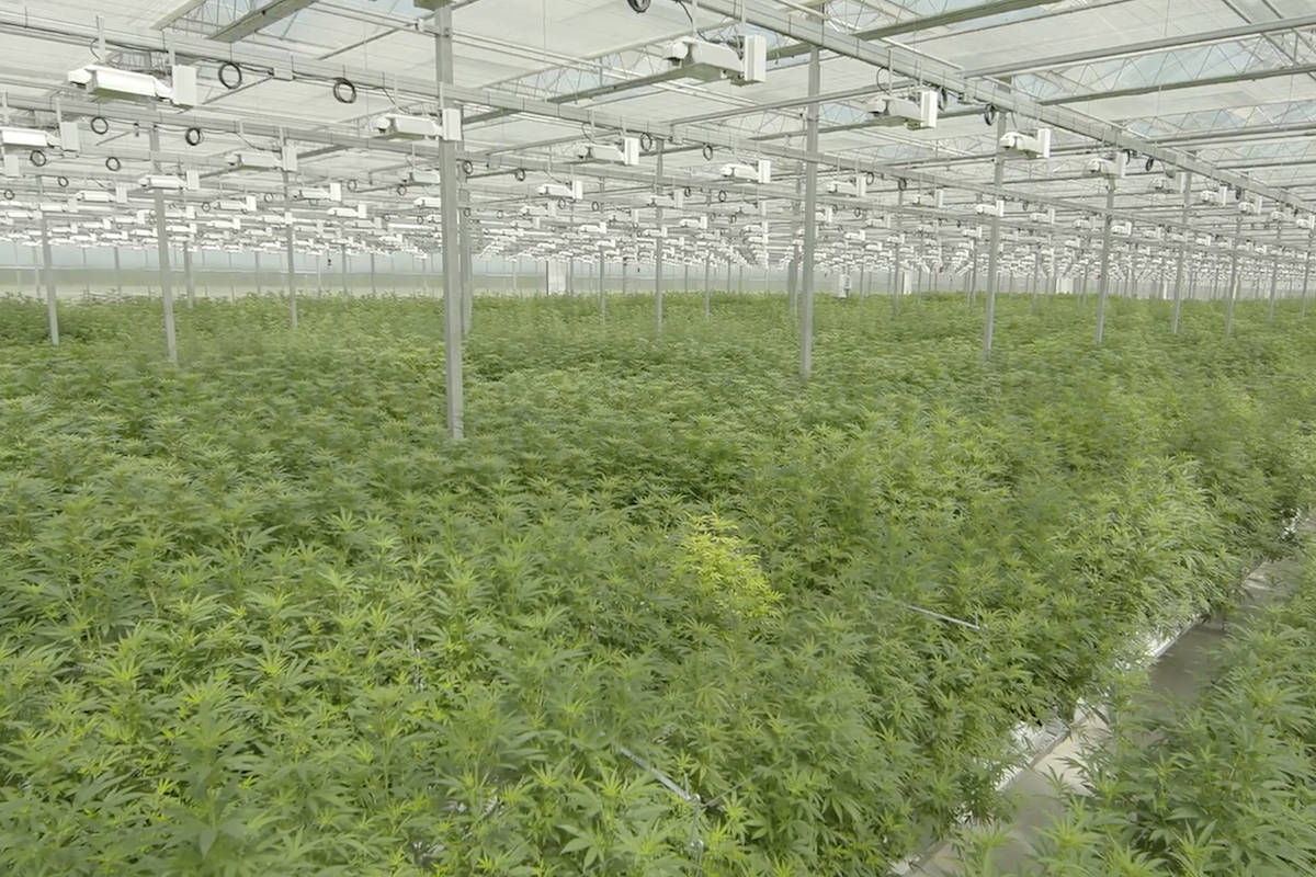 Nanaimo’s Tilray Inc. briefly the world’s largest cannabis company