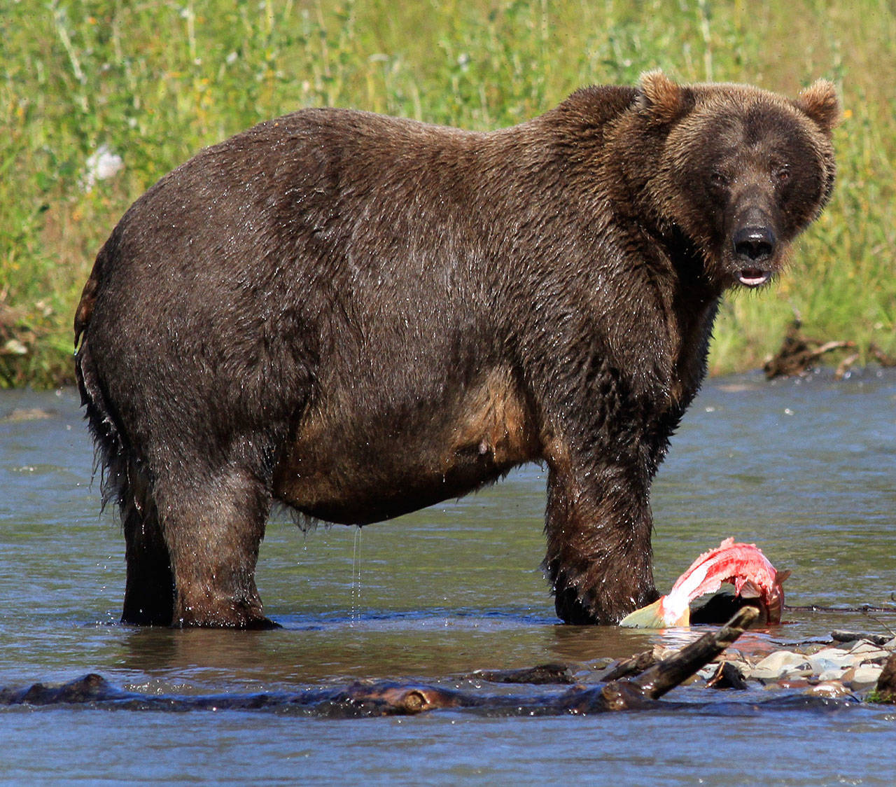 Mike Benbow / For The Herald A grizzly bear looks up from his salmon at Katmai National Park in Alaska.