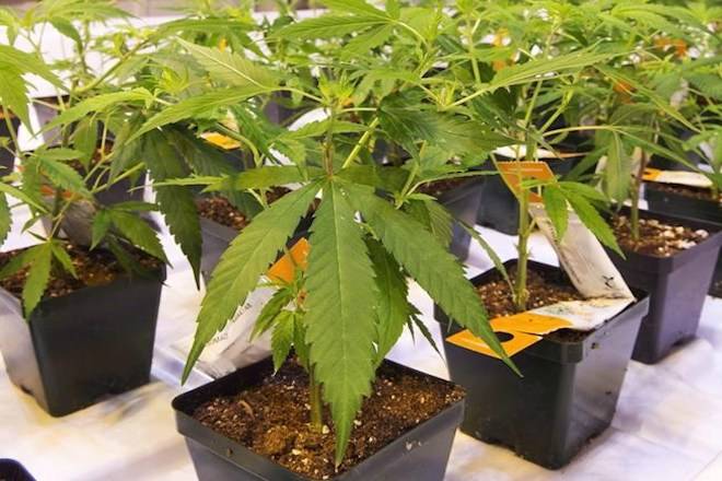 Cannabis seedlings are shown at an Aurora Cannabis grow facility in Montreal on Friday, Nov. 24, 2017. Aurora Cannabis Inc. capped a busy year by seeing its revenues more than triple to $19.1 million in the fourth quarter. THE CANADIAN PRESS/Ryan Remiorz