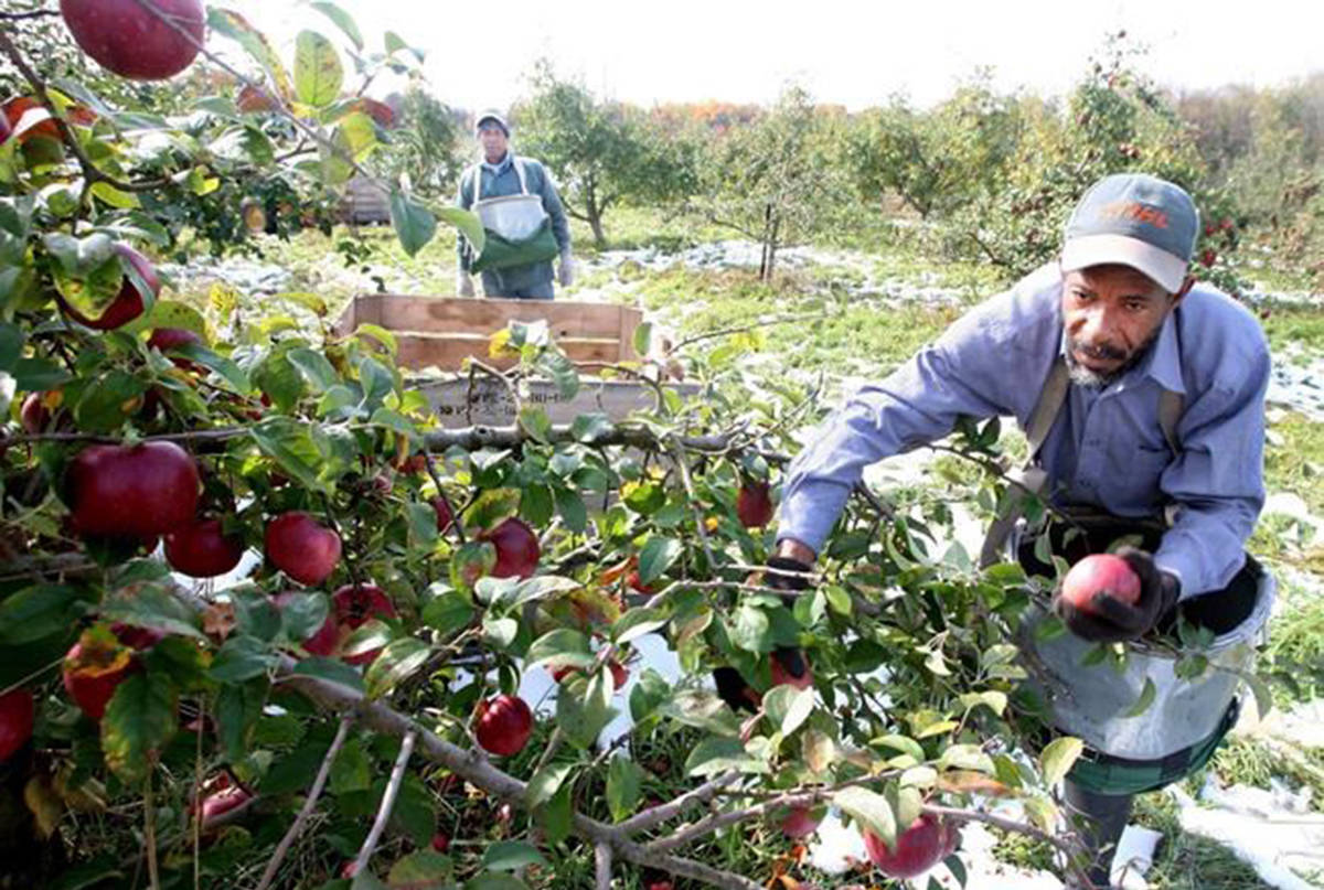 Migrant farm workers from Jamaica pick apples Monday Oct. 31, 2011 in an orchard west of Winchester, Virginia. Canada may no longer claw back a quarter of the wages of migrant farm workers from the Caribbean, but advocacy groups say ongoing wage deductions for temporary foreign workers should end. (Scott Mason/The Canadian Press)