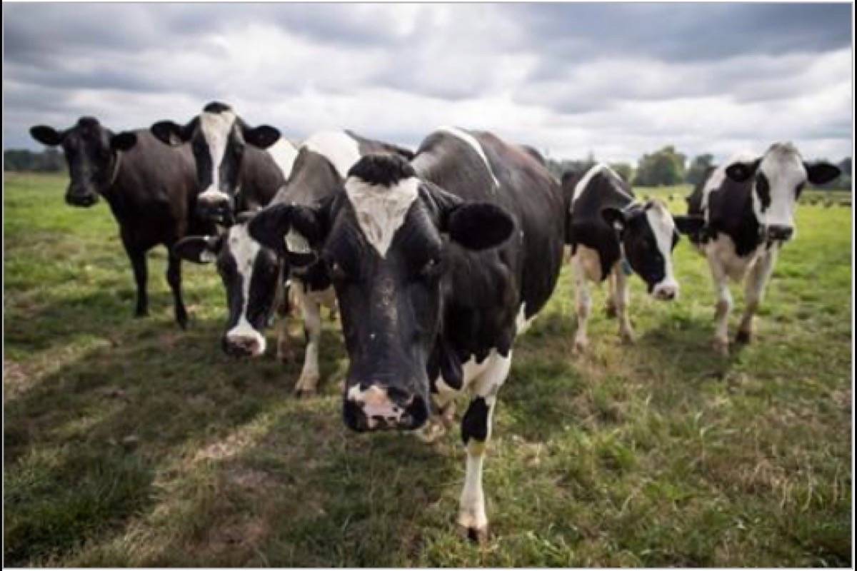 Dairy cows walk in a pasture at Nicomekl Farms, in Surrey, B.C., on Thursday August 30, 2018. (THE CANADIAN PRESS/Darryl Dyck)