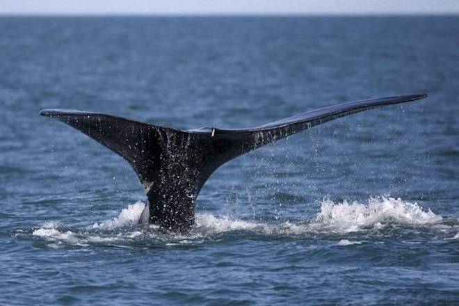 Commissioner hopes Ottawa’s save-the-whales effort is not too late