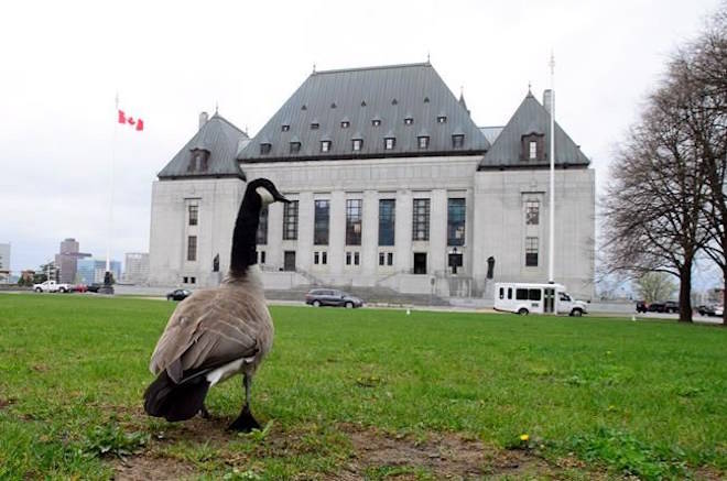 A Canada goose walks on the front lawn of the Supreme Court of Canada in Ottawa on Thursday, May 10, 2018. THE CANADIAN PRESS/Sean Kilpatrick