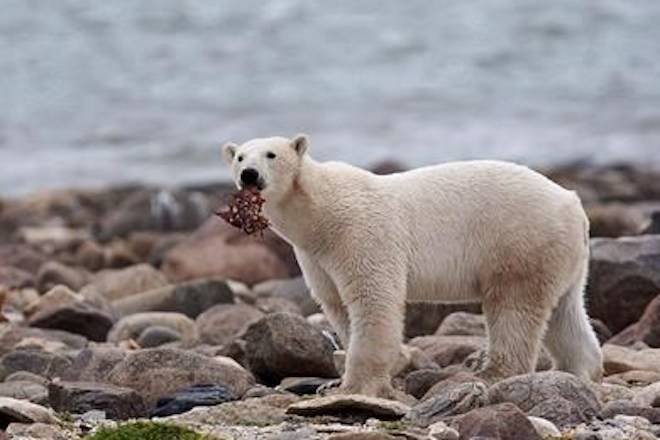 Ancient polar bears survived low ice periods on dead whales: study