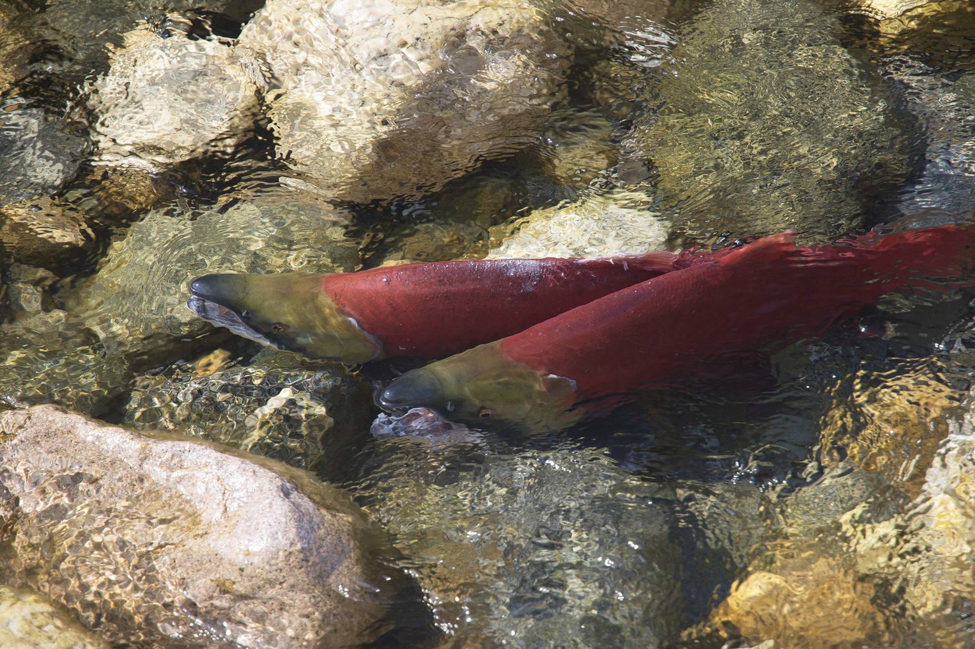 You can learn more about the journey of sockeye salmon on Oct. 13 at a Celebrate our Salmon open house in Oliver. (Black Press file image)