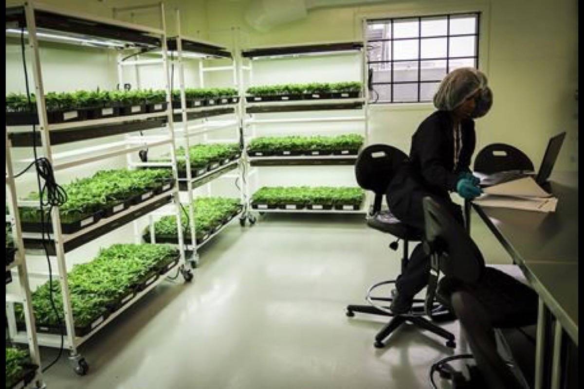 On Tuesday, the day before recreational pot is legalized, two doctors on opposite sides of the issue will participate in a live streamed debate sponsored by the College of Family Physicians of Canada. An employee monitors young marijuana in a grow room during a tour of the Sundial Growers Inc. marijuana cultivation facility in Olds, Alta., Wednesday, Oct. 10, 2018. (Jeff McIntosh/The Canadian Press)