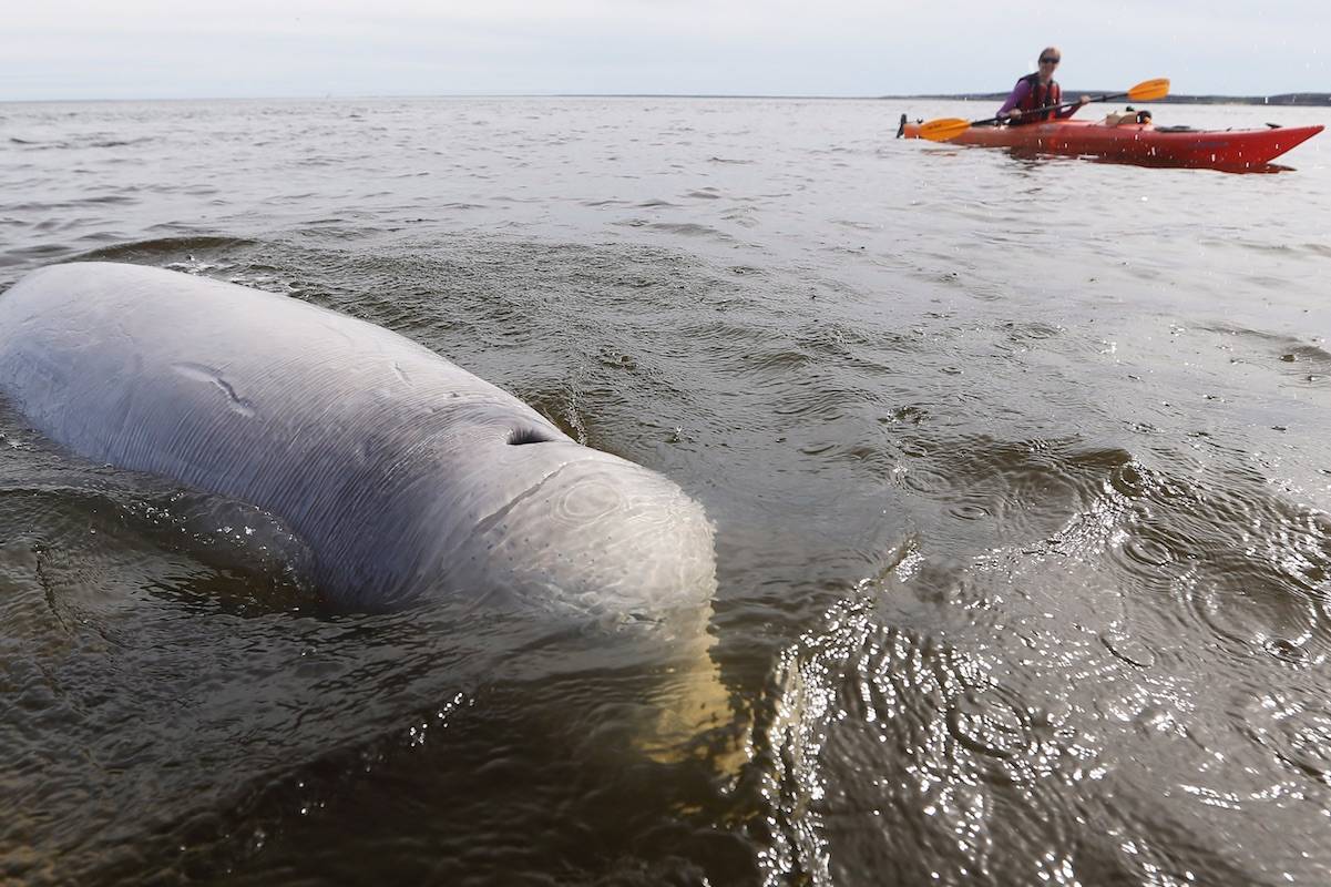 Video: An up-close look at beluga whales in Hudson Bay