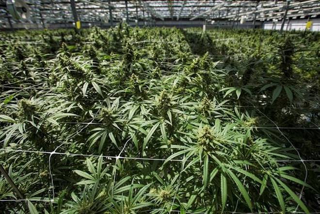 Mature cannabis plants are photographed at the CannTrust Niagara Greenhouse Facility during the grand opening event in Fenwick, Ont., on June 26, 2018. THE CANADIAN PRESS/Tijana Martin