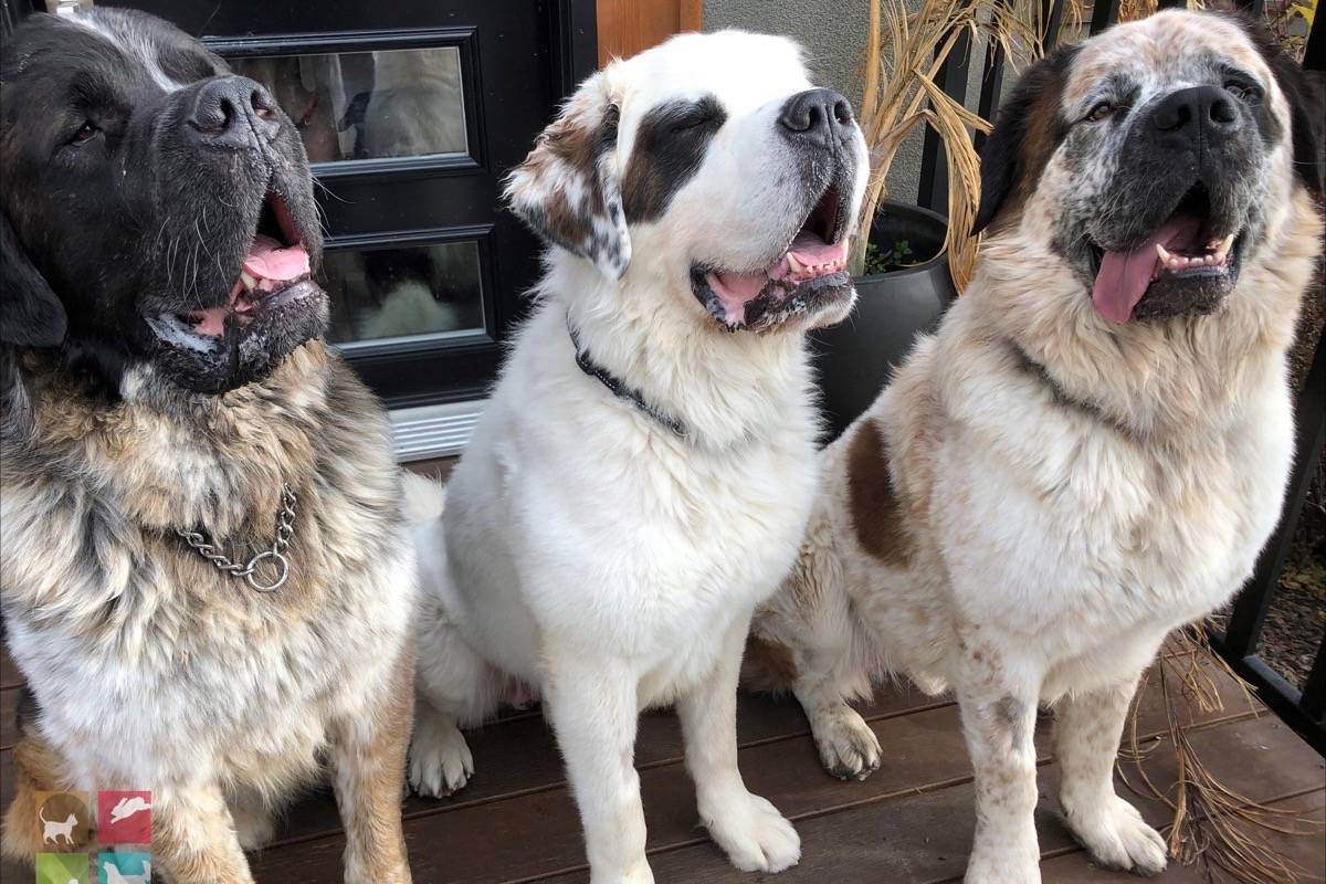 Trio of Saint Bernard find their ‘forever home’ after story goes viral