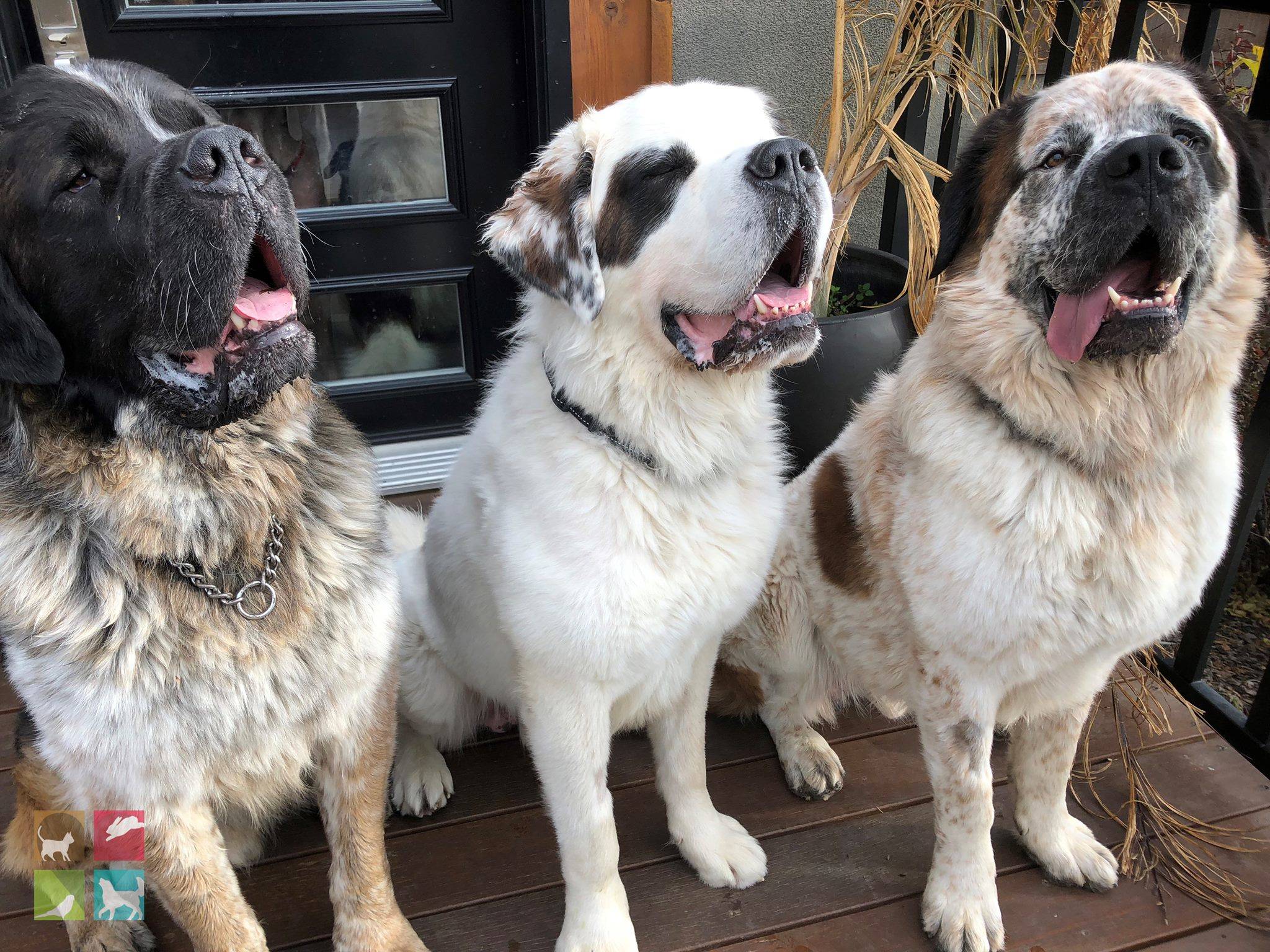 Gasket, Gunther and Goliath have gone to their forever home in Calgary. (Edmonton Humane Society)