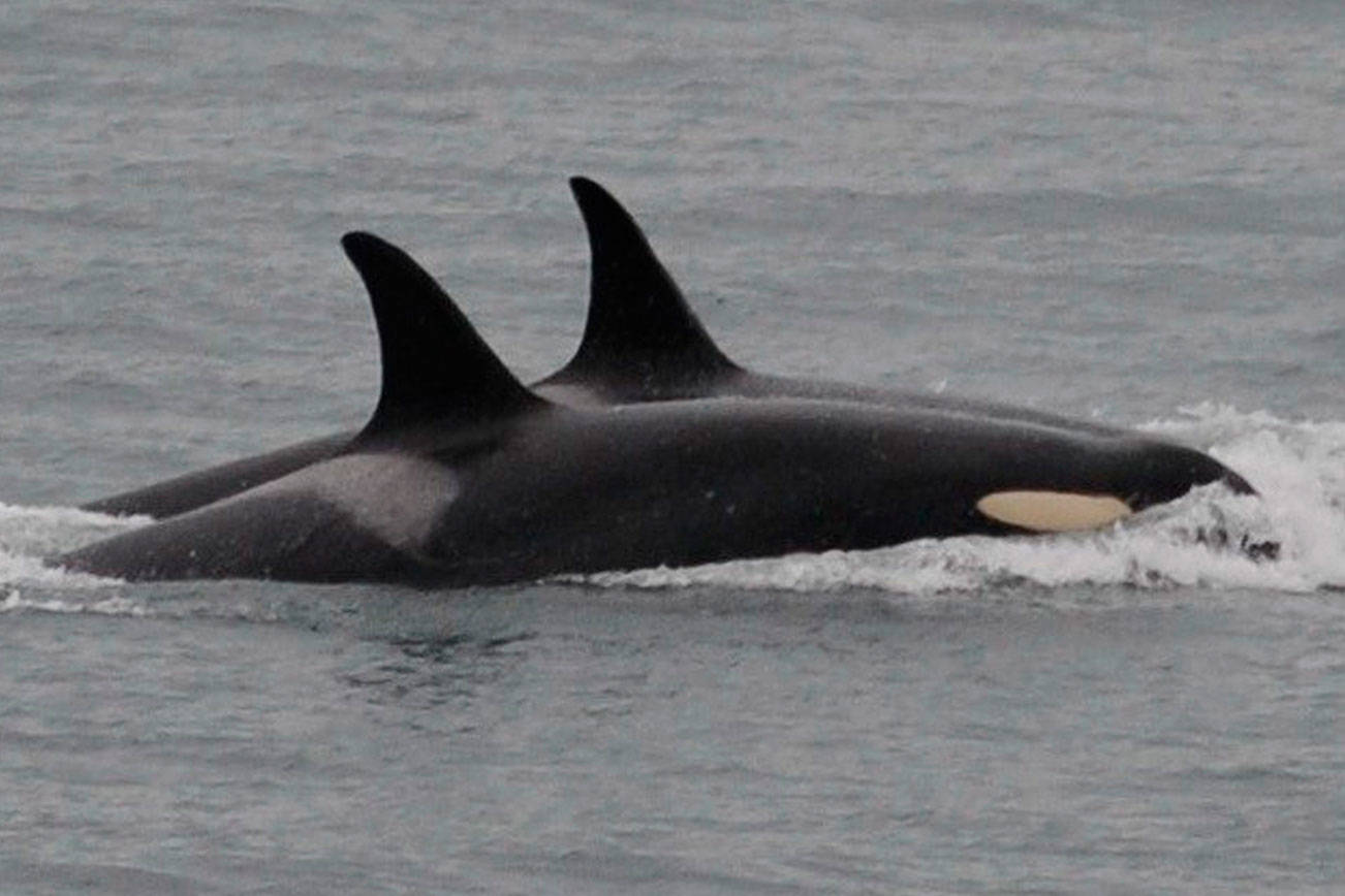 In this Saturday, Aug. 11, 2018, photo an orca, known as J35, foreground, swims with other orcas near Friday Harbor, Alaska. (Center for Whale Research via AP)