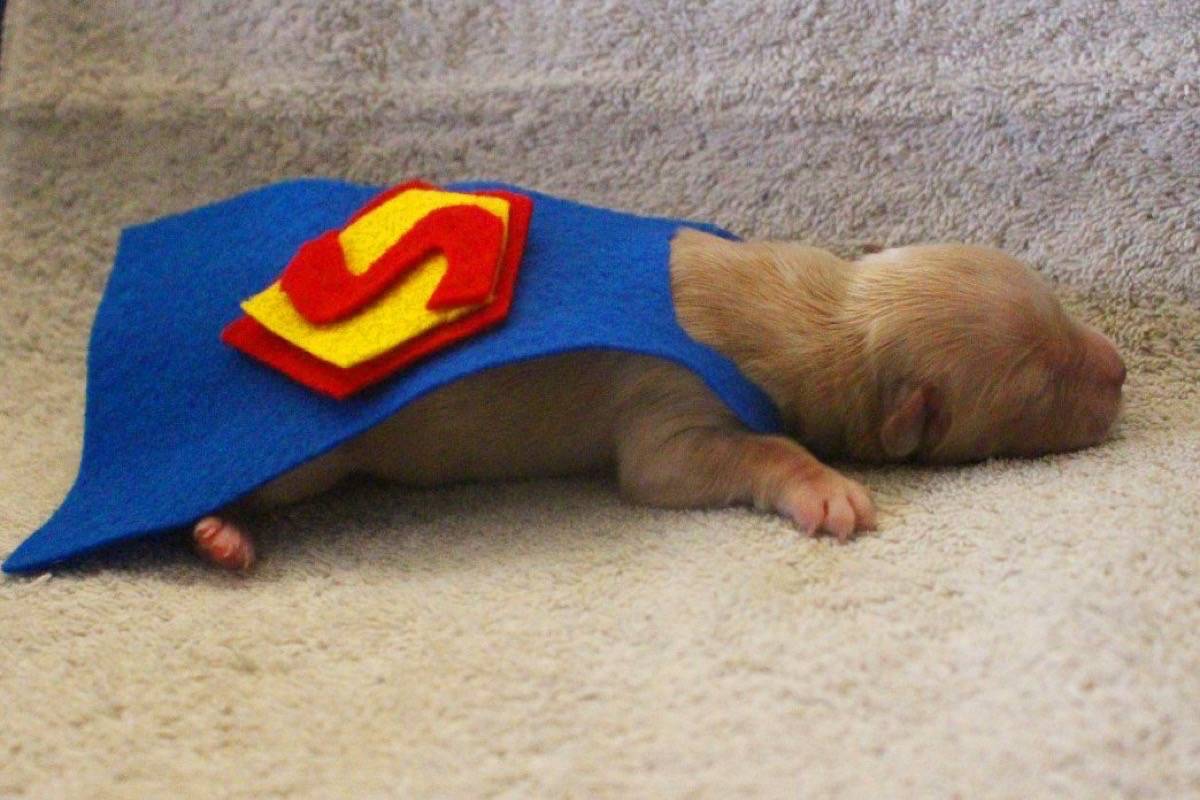 Super-pup to the rescue! Pups dressed up as sushi rolls, lions ahead of Halloween