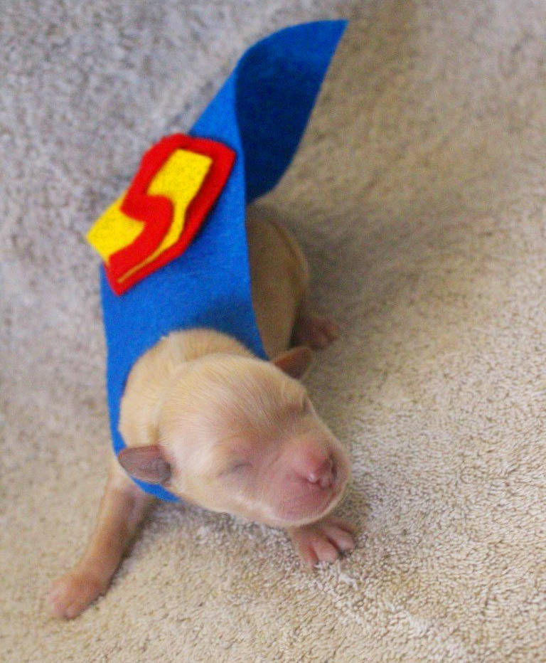 Super-pup! (BlueHeronFarmTX/Twitter)