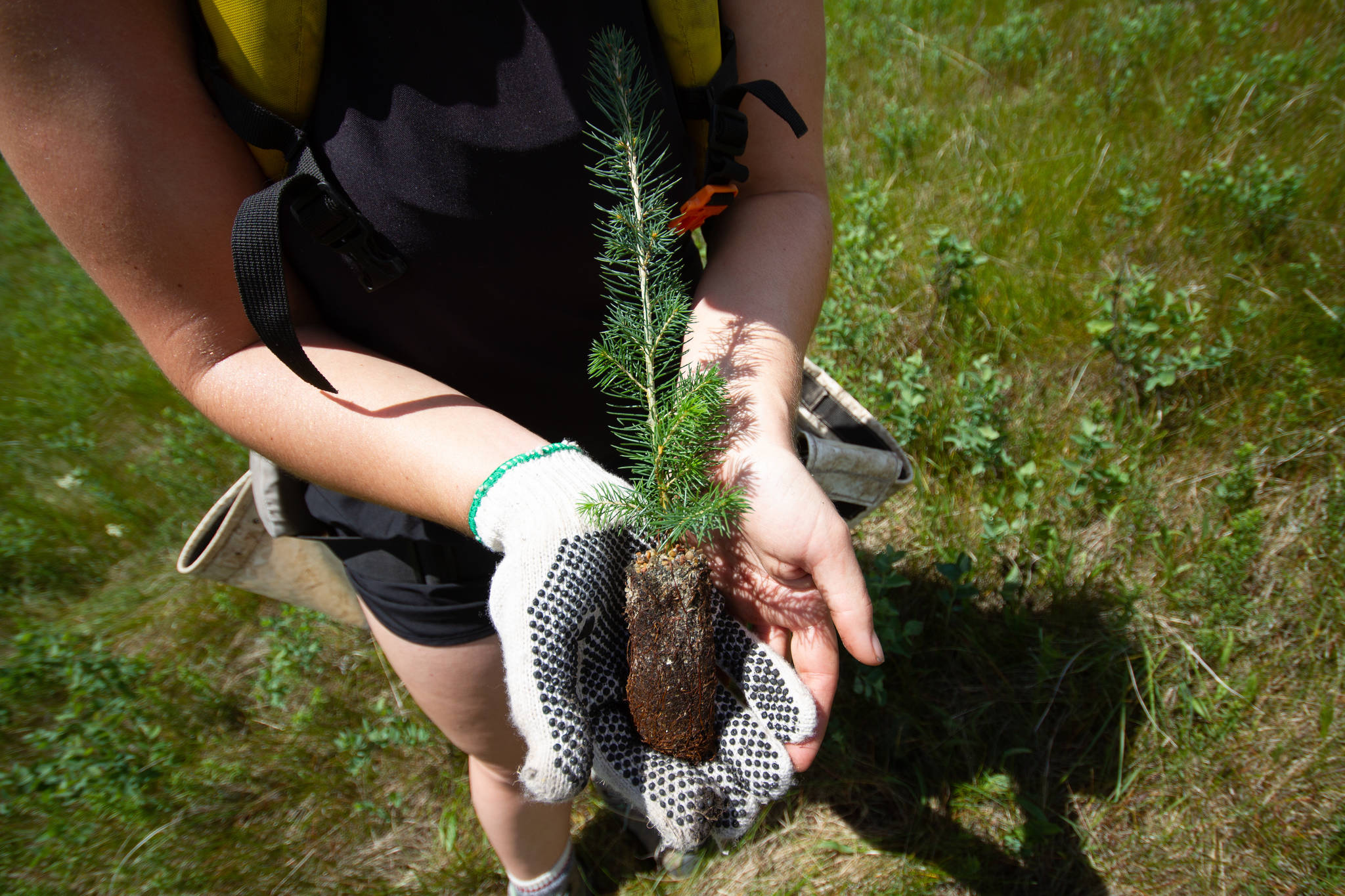 AWES has been adding vegetation to the Blindman River to create a buffer zone that will keep sediments and chemicals out of the river. Photo Submitted