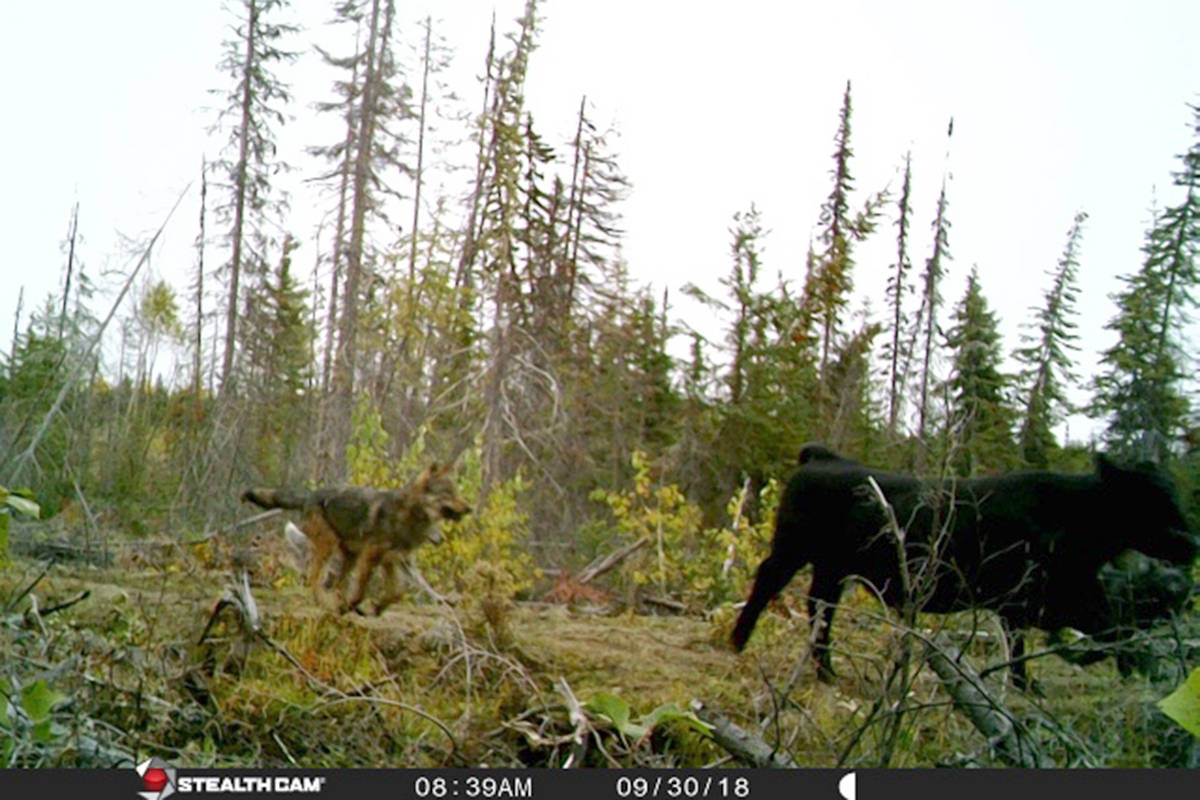 Wolves on the hunt: A trail cam recently captured these wolves hunting a bull in the southern B.C. around the Noble Lake area of Kamloops. The owners had a trail cam up at a cattle range and when looking through the images found these pictures of a wolf pack hunting one of their bulls. Upon seeing these images, the owners went to see if they were missing a bull. The date stamp shows the images were taken on the morning of Sept. 30.                                Photo submitted by Cole Scott