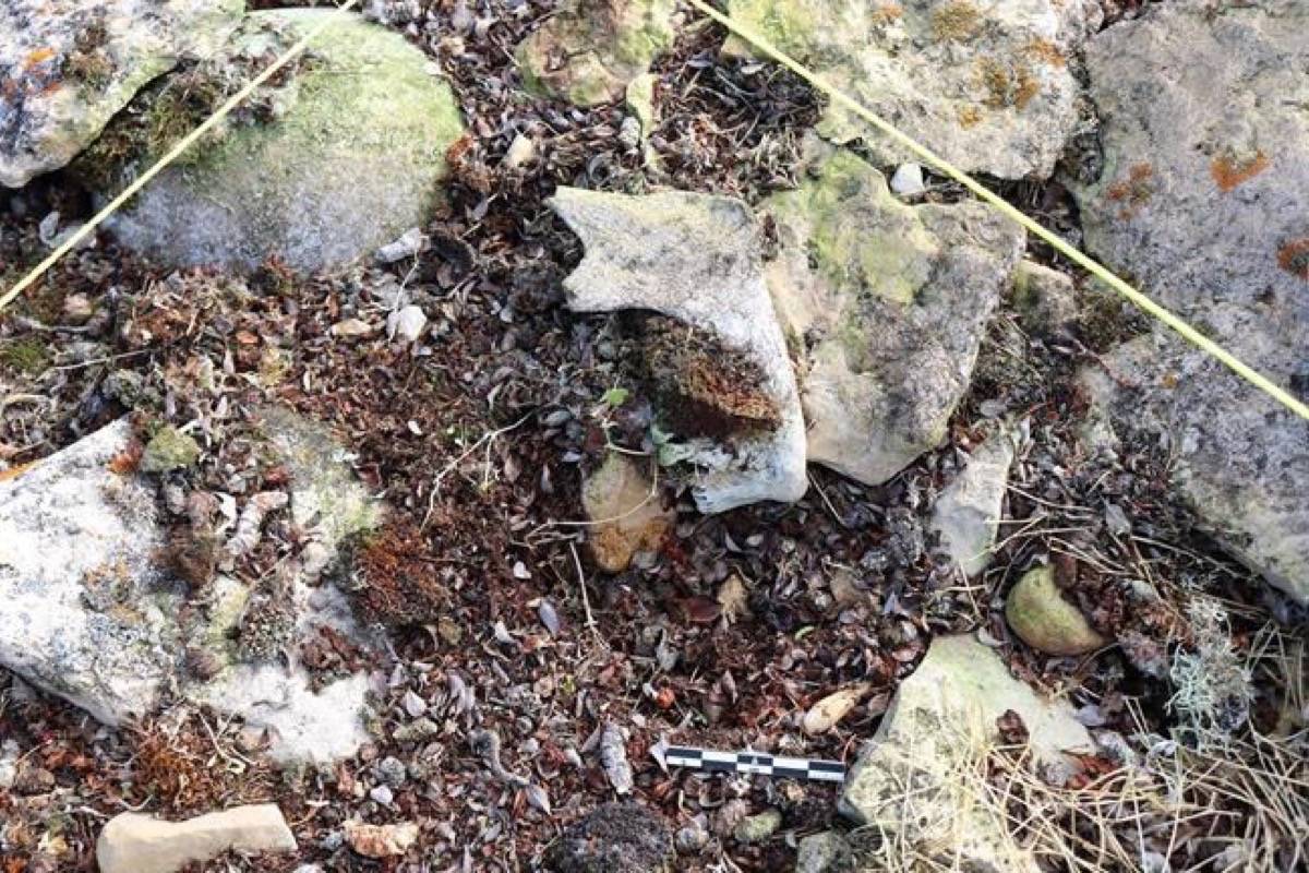 A partially-exposed human cranium (upper left) and mandible (centre) found in a Franklin expedition grave in Two Grave Bay on King William Island, Nunavut, is shown in a handout photo. (THE CANADIAN PRESS/HO-Douglas Stenton-Government of Nunavut)