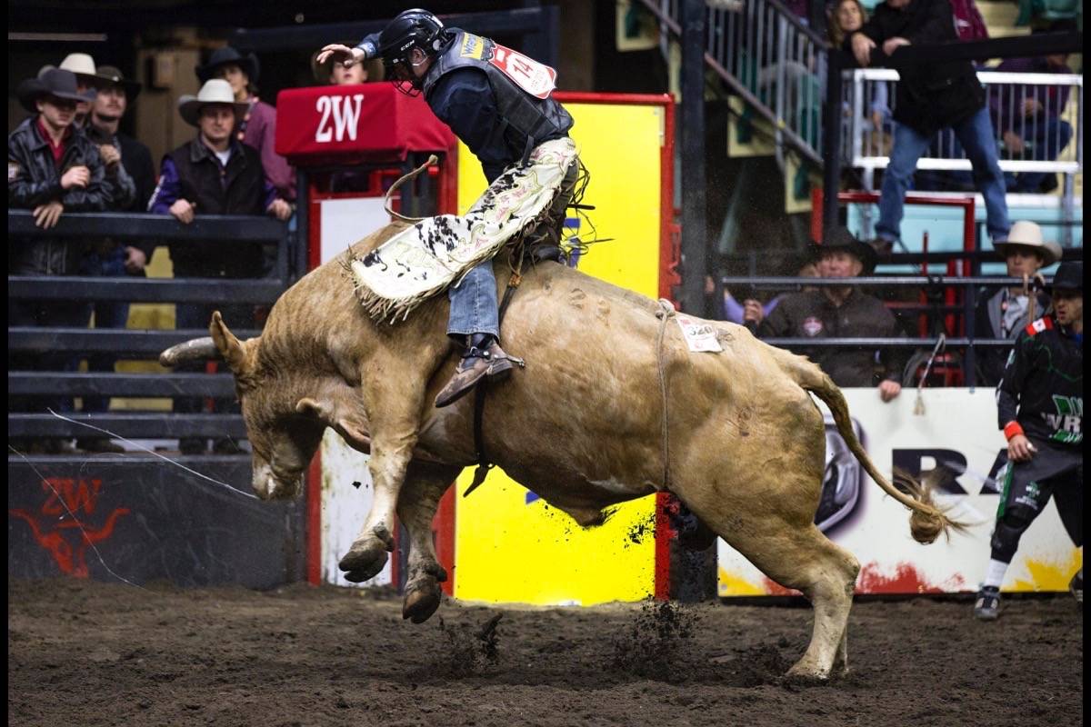 Jordan Hansen from Calgary competes in bull riding at the Canadian Finals Rodeo on Tuesday night. Robin Grant/Red Deer Express