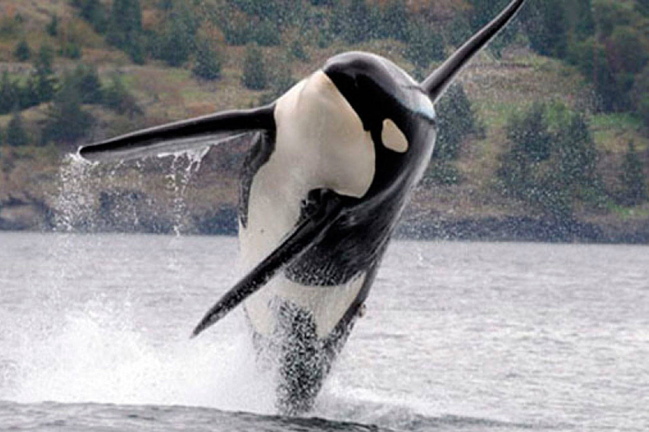 Federal government announces new measures for killer whale protection