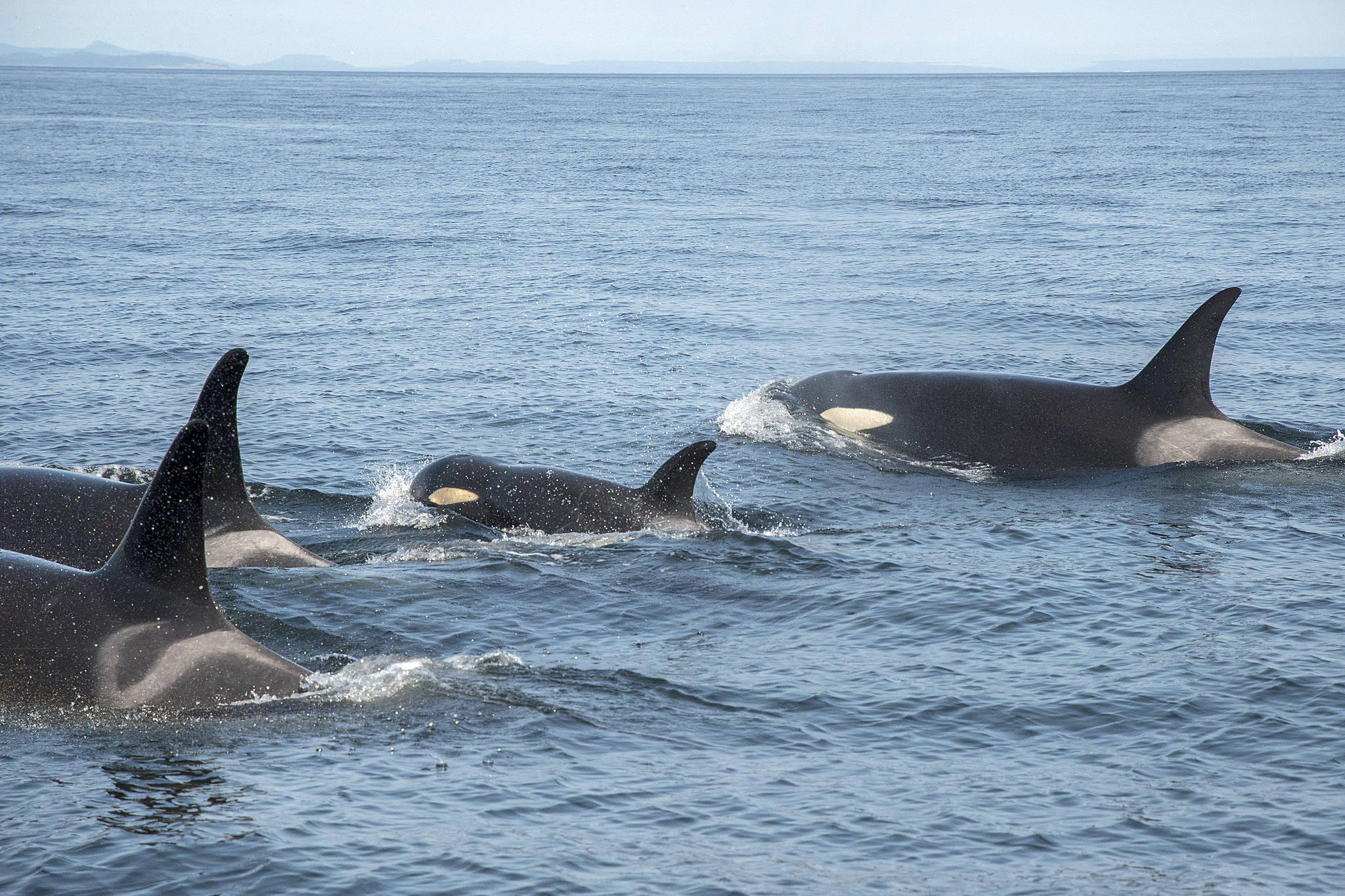 Federal government rejects emergency order to protect killer whales