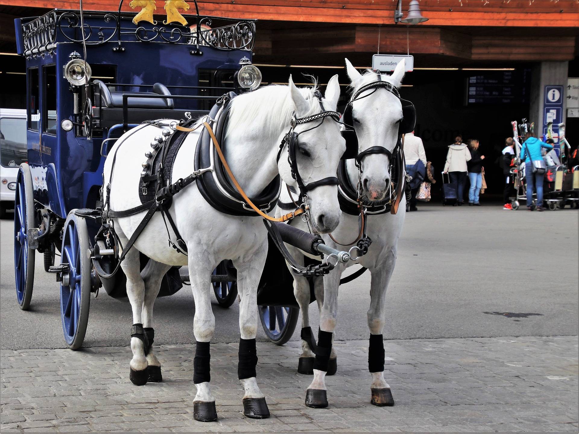 Time to shut down Montreal’s horse-drawn carriage industry: mayor