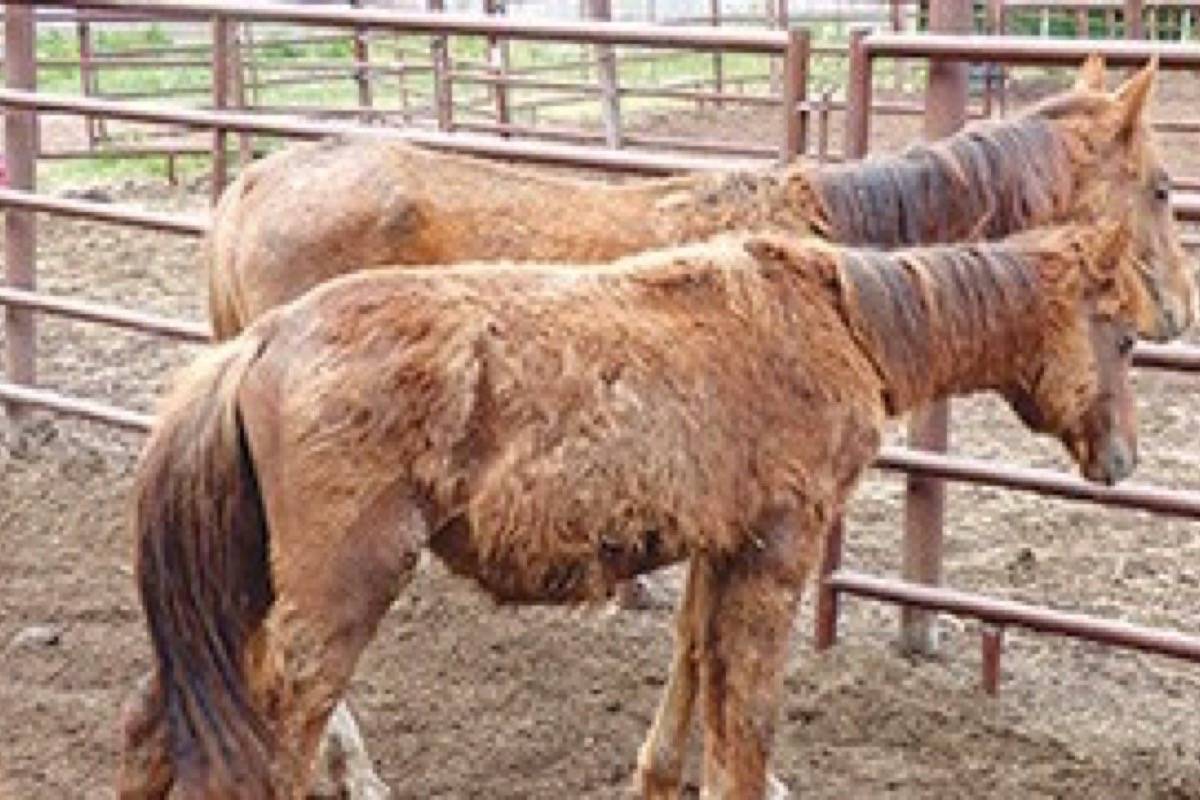 Karin Adams and her daughter, Catherine, were sentenced for animal cruelty charges relating to animals seized by the BC SPCA from a property near Houston on Aug. 28, 2014. (Contributed photo)