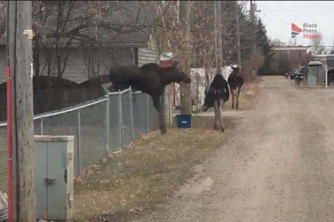 Video: A rare moose triple high jump