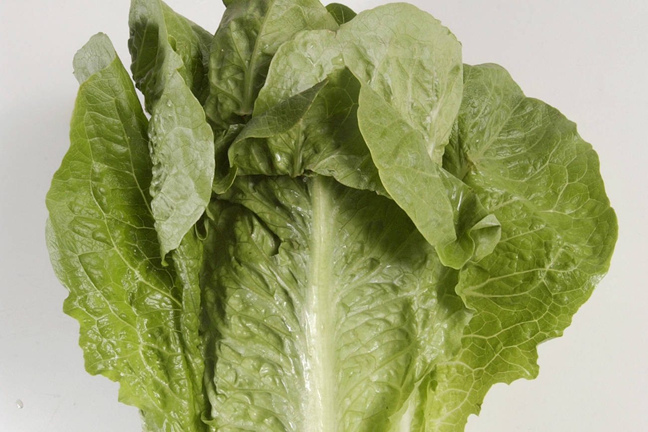 FILE - This undated photo shows romaine lettuce in Houston. On Friday, June 1, 2018, the U.S. Centers for Disease Control and Prevention said four more deaths have been linked to a national romaine lettuce food poisoning outbreak, bringing the total to 5. (Steve Campbell/Houston Chronicle via AP)