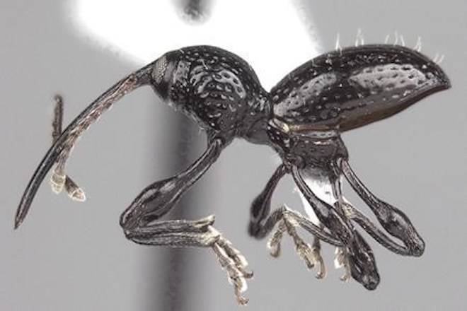 Canadian scientist names new beetle Jose Bautista