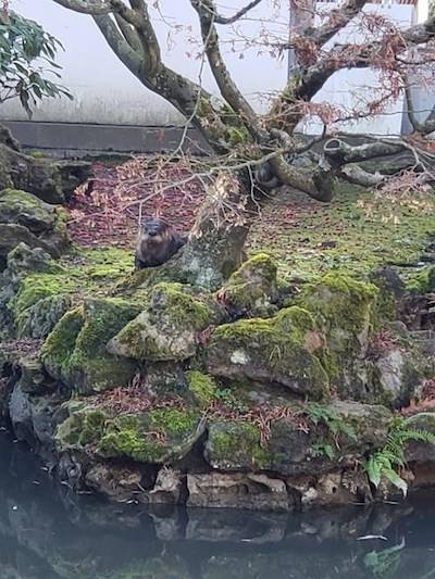 An otter is seen behind a tree in the Dr. Sun Yat-Sen Classical Chinese Garden, in Vancouver in a recent handout photo. THE CANADIAN PRESS/Handout/Sadie Brown