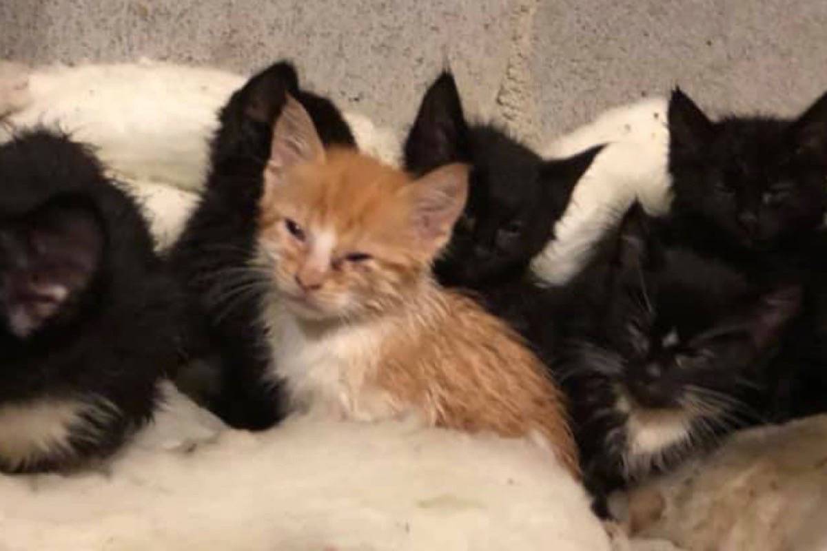 Alberta SPCA investigating after 15 cats found abandoned, trapped in containers near Stettler